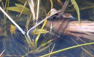 toad spawn