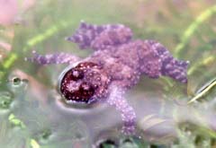 yellow-bellied toad