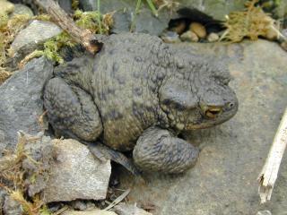 common toad