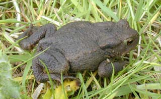 common toad