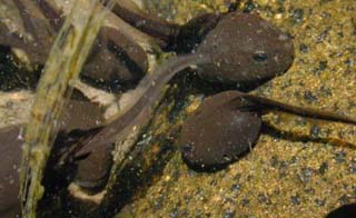 toad tadpoles