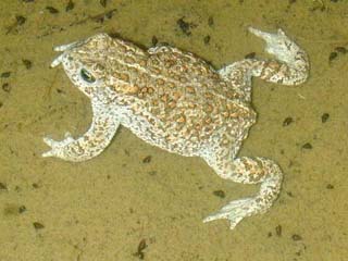 natterjack, Bufo calamita (=Epidalea calamita)