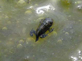 natterjack, Bufo calamita (=Epidalea calamita)