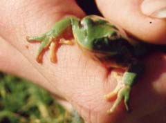 tree frog