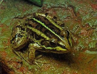 pool frog