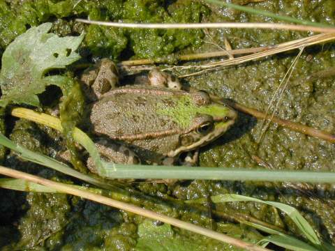 Rana ridibunda (=Pelophylax ridibundus)