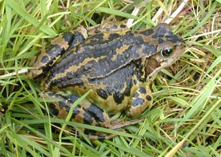 common frog