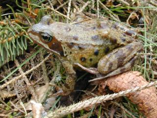 common frog