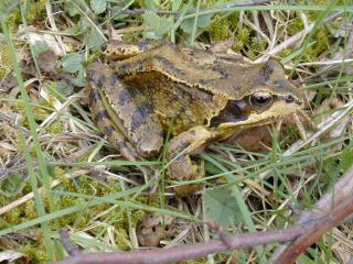 common frog