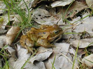 common frog