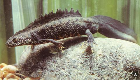 male crested newt