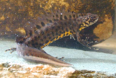 male Southern crested newt