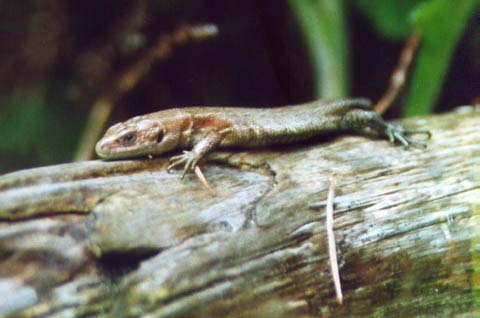 juvenile common lizard
