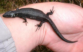 black common lizard